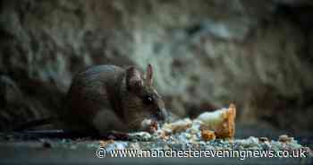 Amazon shoppers 'ditch' mouse traps for natural £17 solution that keeps rodents out of the house without killing them