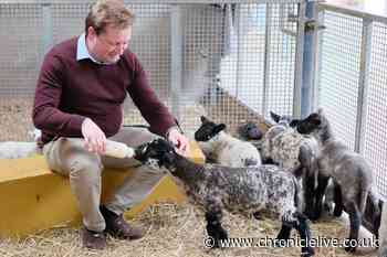 Easter lambs at Ouseburn Farm are set to have visitors flocking