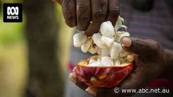 The town that chocolate built: How a global cocoa crisis poured money into these remote PNG villages