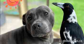 Molly the magpie: Famous bird separated from dog best friend, sparking petition