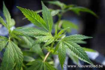 Vijftiger kweekt vijf jaar lang cannabis voor zijn stiefzoon en begraaft planten in zijn tuin: celstraf met uitstel