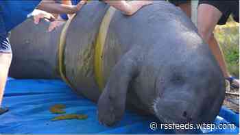 WATCH: Clearwater Marine Aquarium releases rehabilitated manatee into wild