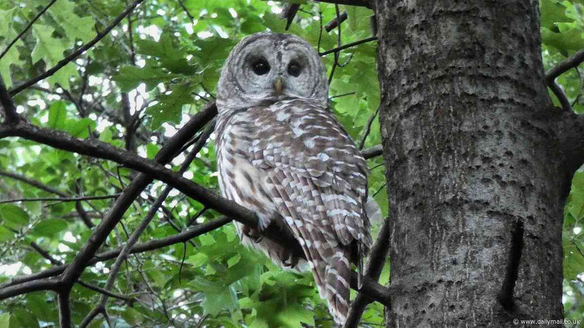 US government plans to unleash 'hunters' to KILL half a million owls in three US states to save its endangered cousin