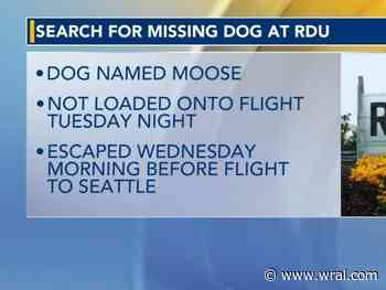 Dog escapes Seattle-bound flight at RDU, reunited with owner