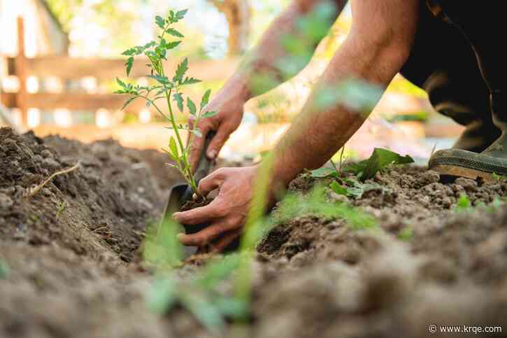 Learn to garden for free at this Albuquerque library