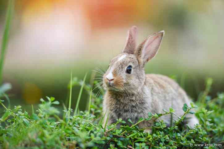 Albuquerque pausing rabbit adoptions for Easter