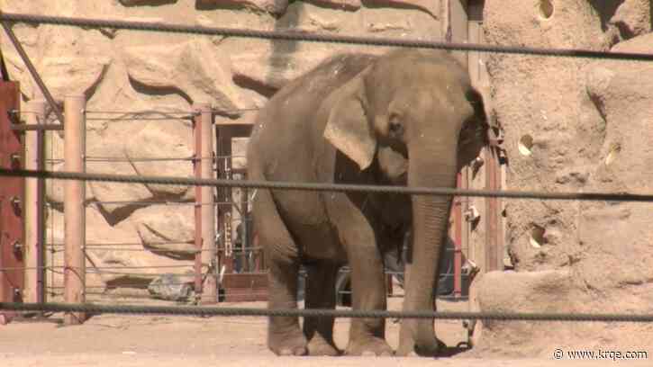 The ABQ BioPark Zoo has a lot to look forward to this spring