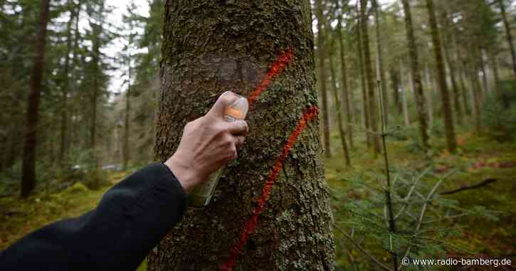 Waldarbeiter wird beim Baumfällen schwer verletzt