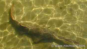 Dozens of endangered sawfish are dying off Florida's shores. What's causing it?