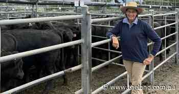Heifers sell to a firm market at Bega