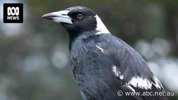 This Brisbane magpie can make the sound of a blaring siren — but that's not unusual