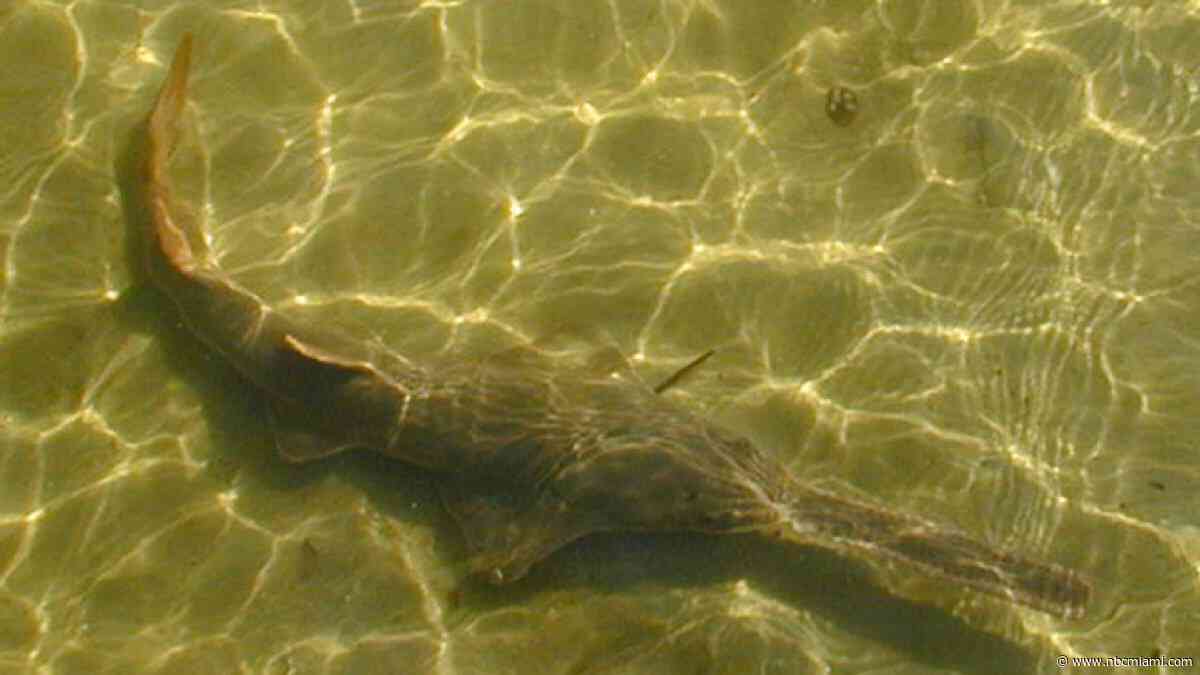 Dozens of endangered sawfish are dying off Florida's shores. An effort is underway to investigate why