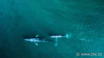 A 6-year, mass die-off of grey whales has been declared over by scientists