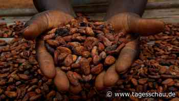 Ausbeutung auf Kakaoplantagen: Schokolade aus Kinderarbeit 