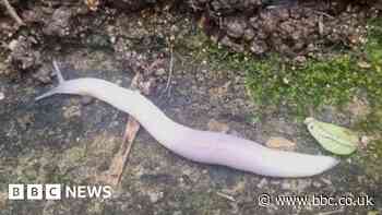 Invasive worm-munching ghost slug found on path