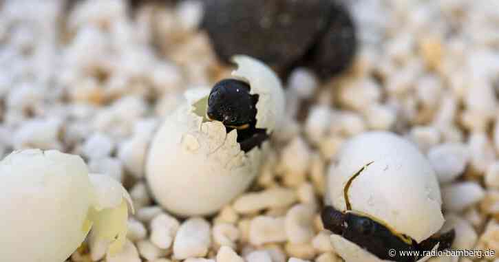 Australien feiert Ostern mit Schildkröteneiern