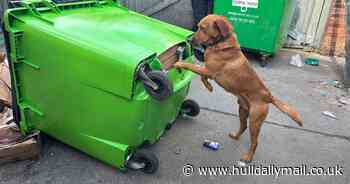 Who's a clever boy? Cooper the detection dog sniffs out huge haul of illicit tobacco from secret compartment in bin