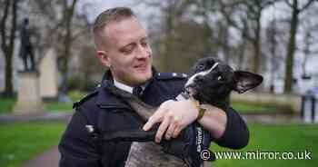 Adorable puppy rescued from squalid flat gets new home with Met police officer who found her