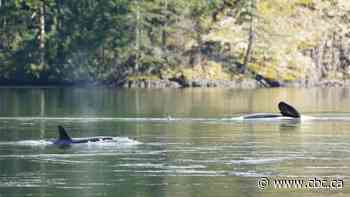 Killer whale rescue team continues efforts to coax calf to ocean