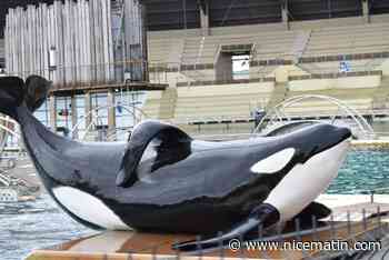 De la colère et de nombreuses questions au lendemain du choc de la mort de l’orque Inouk à Marineland