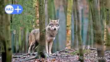 Jagd auf Wolf in der Region Hannover kann weiter gehen: Gericht weist Eilantrag zurück