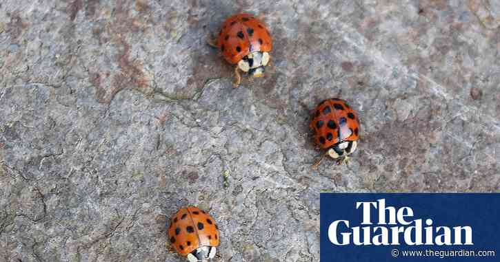 Country diary: I’ve become a taxi service for the ladybirds | Charlie Elder