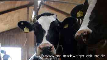 Dramatisch weniger Milchviehhalter im Landkreis Gifhorn