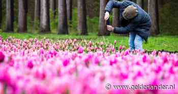 Boeren kijken niet uit naar stormloop op tulpen: ‘Elke kapot getrapte bloem kost me 10 cent’