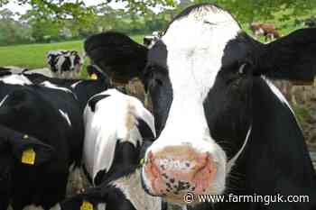 TB vaccine reduces spread in dairy herds by 89%, study finds