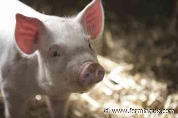 Pig market shows signs of seasonal uplift after downward pressure