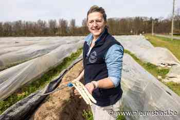Daar is het witte goud weer: bij deze Limburgse boeren koop je asperges recht van het veld