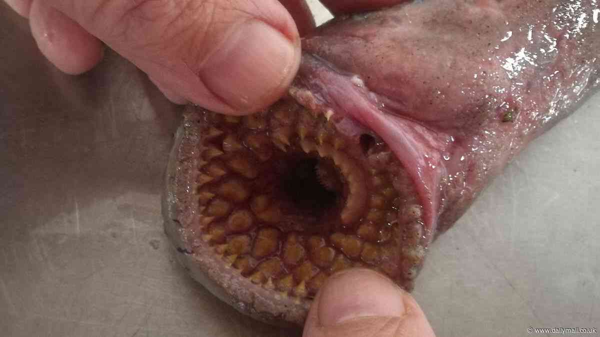 Is this the real-life Dune sandworm? Blood-sucking 'vampire' creature with mouth full of swirling teeth is found on a beach in Devon