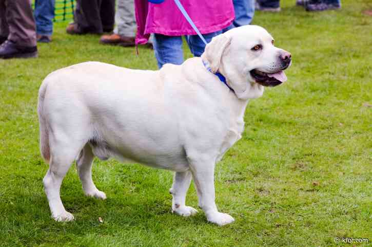 Labradors tend to become obese due to this reason, study shows
