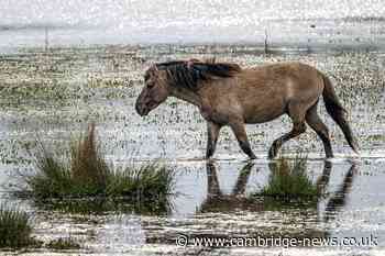 Dramatic fights between the ponies on Wicken Fen as mating season starts