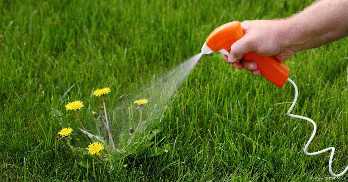 'I'm a gardening expert - my 65p weed-killer will banish pesky plants for good'