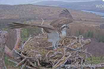 Lockdown star Louis the osprey returns early to nest