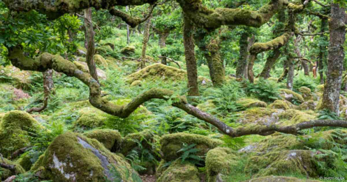 The UK is home to a ‘mystical’ ancient rainforest — and it’s haunted