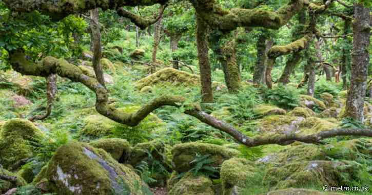 The UK is home to a ‘mystical’ ancient rainforest — and it’s haunted