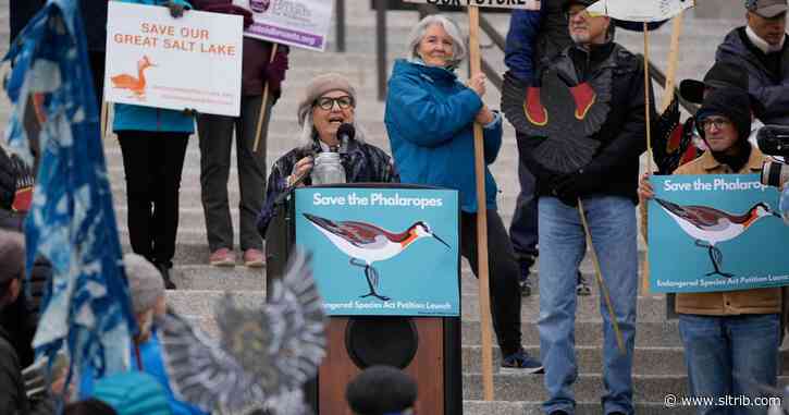 A threatened species listing for a tiny bird could signal an endangered Great Salt Lake, and big consequences for Utahns