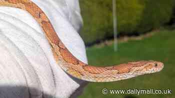 Did you missss me? Corn snake who vanished for a year is reunited with her owner after being dropped by a crow and found on a garage roof