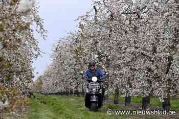 Met de Vespa door de bloesems cruisen: hoeveel kost het en waar in Limburg kan je terecht?