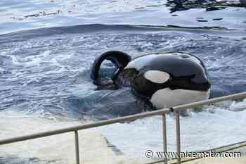 Le récit des dernières heures de l'orque Inouk à Marineland avant sa mort