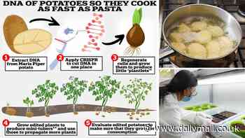 Make way for the 'super spud'! British scientists are altering the DNA of potatoes so they cook as fast as pasta