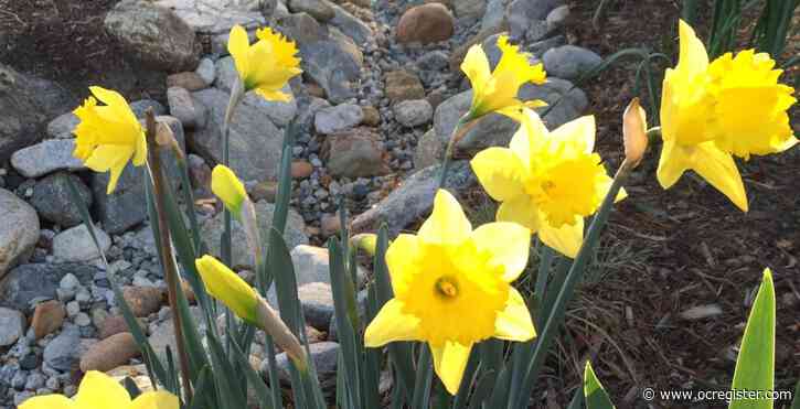 Daffodils, petunias and more: 5 things to do in the garden this week