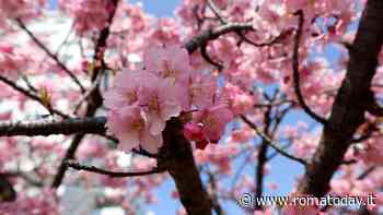 Hanami a Roma: dove ammirare la fioritura dei ciliegi giapponesi nella Capitale