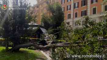 Albero cade in piazza Bologna, tragedia sfiorata