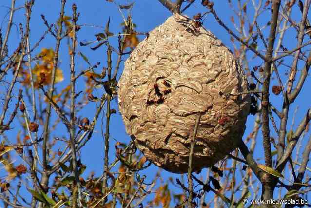 Subsidiereglement voor verwijderen van nesten van Aziatische hoornaar