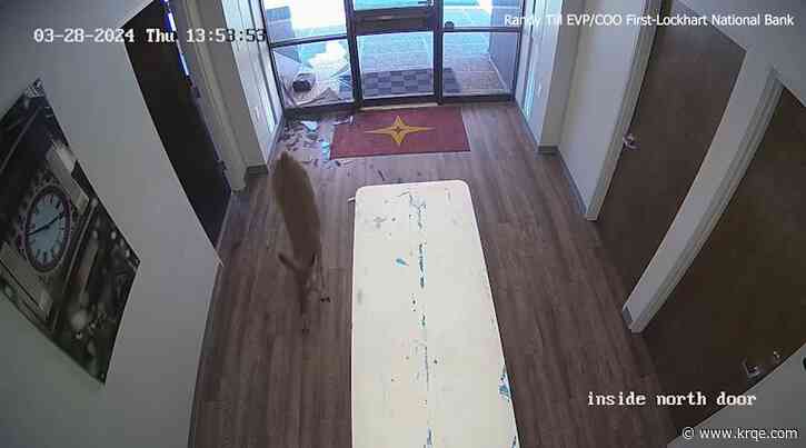 Deer crashes through Texas bank window, escapes with help from police