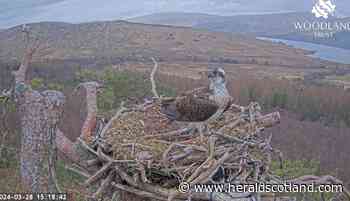 Osprey soap opera star surprises fans with early Highland nest return