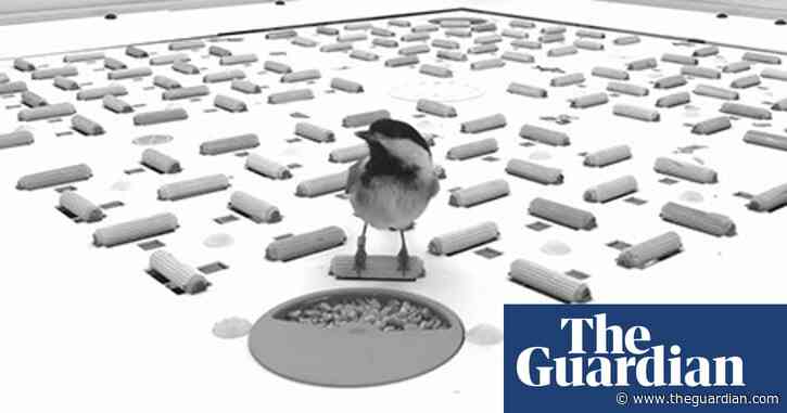 Birds create barcode-like memories to locate stored food, scientists find